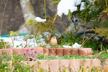 メルヘンなジョウビタキ