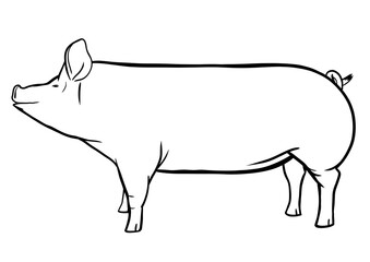 Pig outline illustration isolated