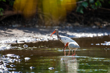 American white ibis walking on the river in Marino Ballena National Park, Costa Rica