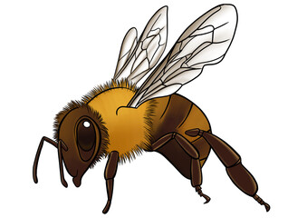 Honey bee illustration on transparent background