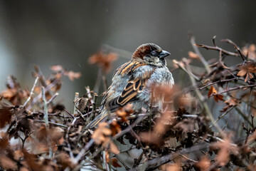 winter bird looking for food on a cold winter day