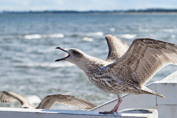 The black-backed gull shows its dominance by opening its beak and spreading its wings wide.