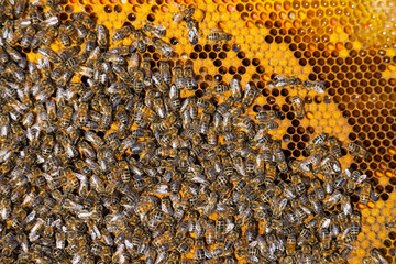Essaim d ' abeilles qui travaillent sur une ruche en macrophotographie, on devine bien les...