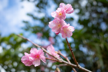 沖縄で日本一早く開花するピンク色の寒緋桜の花	