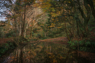 Obraz premium beauty of reflection