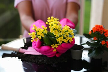 planting flowers at home, a girl plants beautiful flowers in pots at home. female hands in pink gloves, the beginning of spring, beautiful vases with flowers