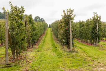 Fototapeta na wymiar Agriculture. Orchard with apple trees. Large-scale fruit cultivation.