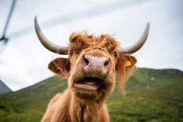 Highland cattle portrait behind a fence.