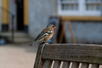 A Chaffinch sitting on the back of a picnic chair in Castleward in County Down Northern Ireland