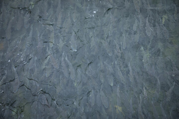 Many fishes swimming in the water