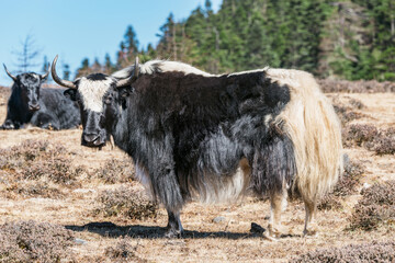 White and black yak on the mountain meadow.