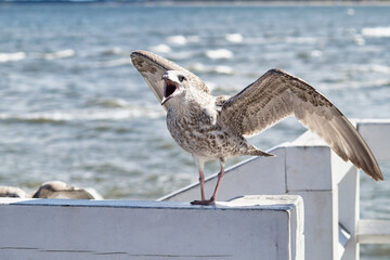 The black-backed gull shows its dominance by opening its beak and spreading its wings wide.	