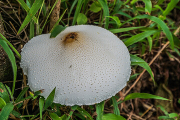 fly mushroom