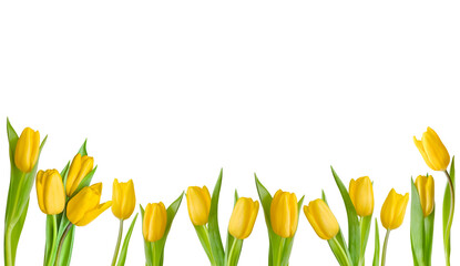 Collection of yellow tulips. Isolated, highlighted on a white background. Spring flowers. Spring background. Festive background. Copy space
