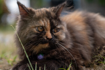 Naklejka na ściany i meble Cute Kitten on the grass