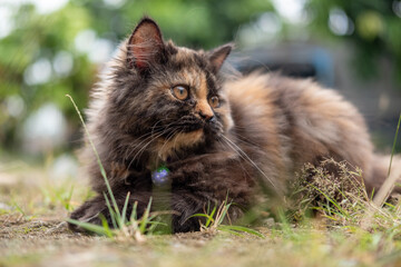 Naklejka na ściany i meble Cute Kitten on the grass
