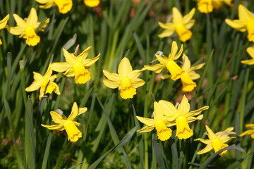 Obraz premium Gelbe Narzissen, Narzissenblüte (Narcissus Pseudonarcissus), Deutschland