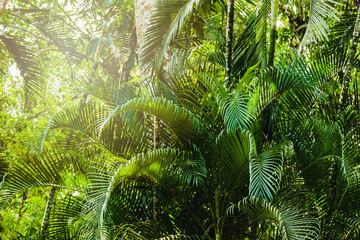 Background of green tropical jungle