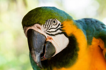 Blue-and-yellow macaw parrot in the jungle