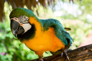 Blue-and-yellow macaw parrot in the jungle