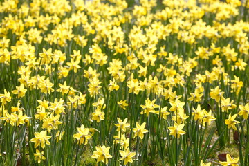 Gelbe Narzissen, Narzissenbl&uuml;te (Narcissus Pseudonarcissus), Deutschland