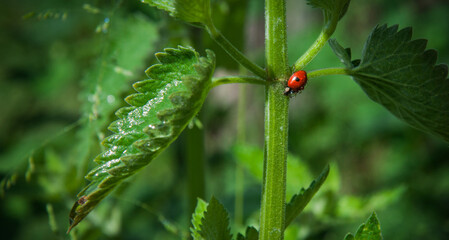 A lady-bug runs along a nettle stem.