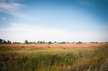 Obraz premium The Ukrainian field may be different.
