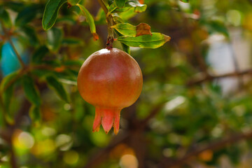 Granatapfel am Ast in der Karibik