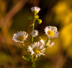 Chamomile is a genus of very branched annual plants with a strong aromatic odor from the Aistrov family