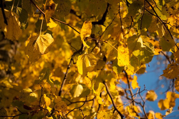 Autumn improves everything around in golden color.