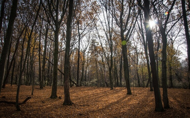 Beautiful Ukrainian forests.