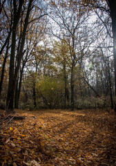 Obraz premium Beautiful Ukrainian forests.