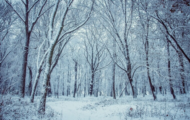 Winter is enchanting with its snow, the crunch of frost, covered the villages and towns.