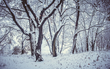 Winter is enchanting with its snow, the crunch of frost, covered the villages and towns.