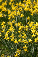 Gelbe Narzissen, Narzissenblüte (Narcissus Pseudonarcissus), Deutschland