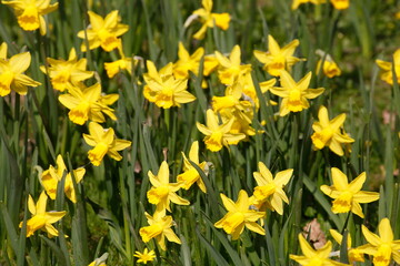 Gelbe Narzissen, Narzissenbl&uuml;te (Narcissus Pseudonarcissus), Deutschland