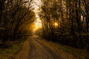 Fototapeta premium autumn forest with fallen leaves on the path. Very shallow depth of field on maple leaves on the ground as an artistic effect and blurred background of colorful trees 
