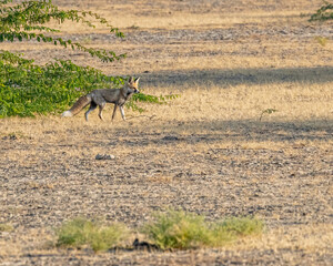 A desert Fox