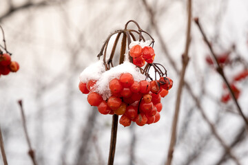 Snow on the fruits of red rowan on a blurred background