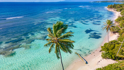 La sublime plage de Bois jolan en Guadeloupe avec une cocotier au premier plan - obrazy, fototapety, plakaty