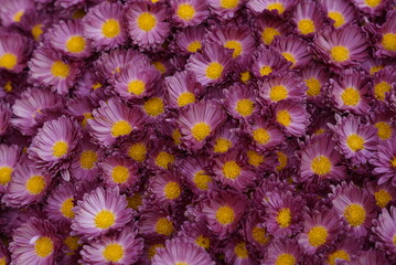 flowers background