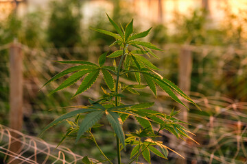 Cannabis, marijuana, hemp plant close-up with cultivation in background at sunset