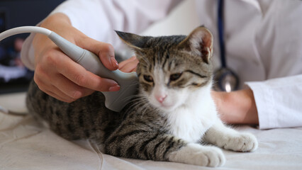 Cat undergoes an ultrasound in vet office.
