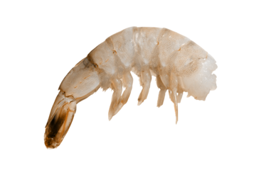Prawn isolated on blue background , shrimp. Transparent file.