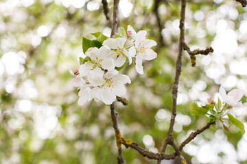 apple branch of a flowering tree. tree in bloom