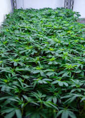 Close-up Cannabis, marijuana, plants in the germination phase growing in a greenhouse.