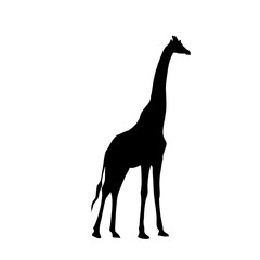 Giraffe Animal Silhouette