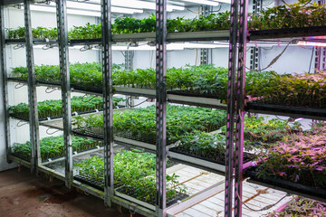 Commercial hemp farming in a greenhouse. Industrial Cannabis, marijuana, plants in the germination...