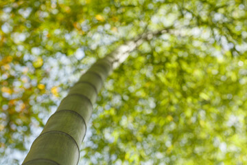 Fototapeta premium Asian Bamboo forest with morning sun light