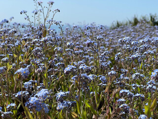 Fototapeta premium Blue forget-me-not flowers on green grass background